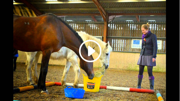 Plumpton horses equine therapy